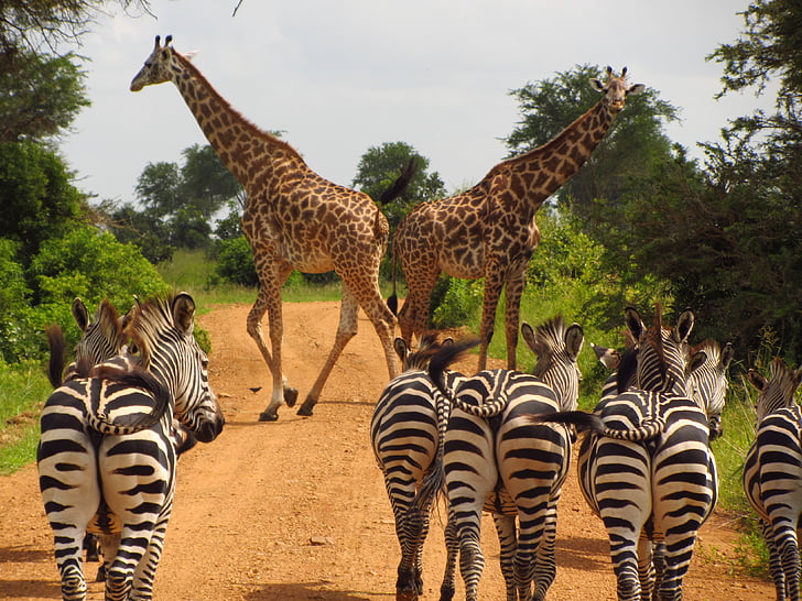 Northern Tanzania Safari